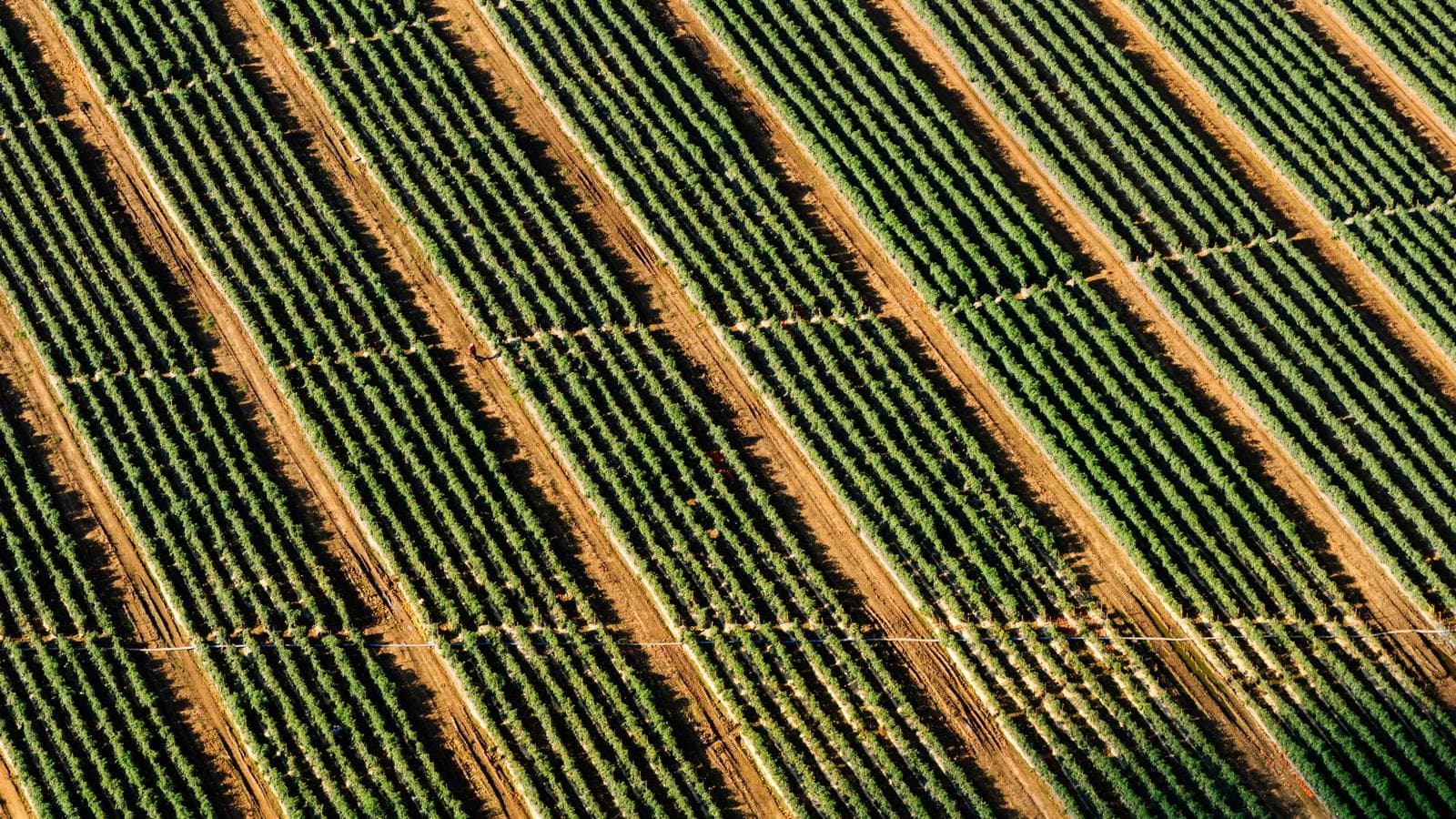 SCHD로 만드는 월급 같은 배당 수익: 고품질 배당 ETF 완벽 가이드