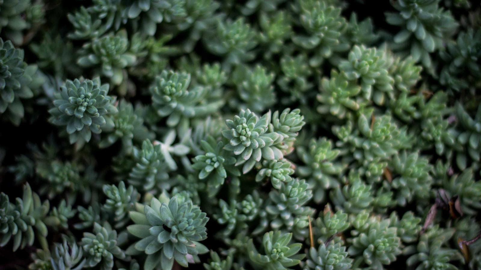 ドルインデックス — 機関投資家の累積買いが示す52週高値リテストのシナリオ