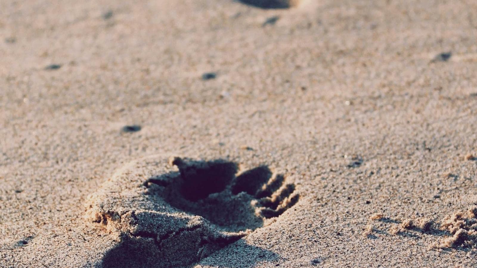 메가캡 4개가 48시간 안에 — 2026 분기점이 될 한 주