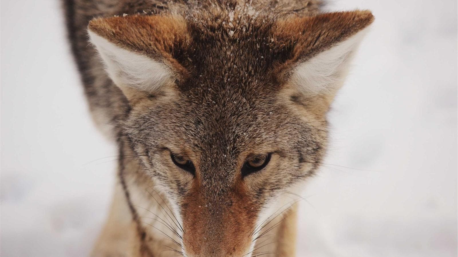 4月Q1決算シーズンプレビュー — 週別核心企業と景気シグナル完全整理