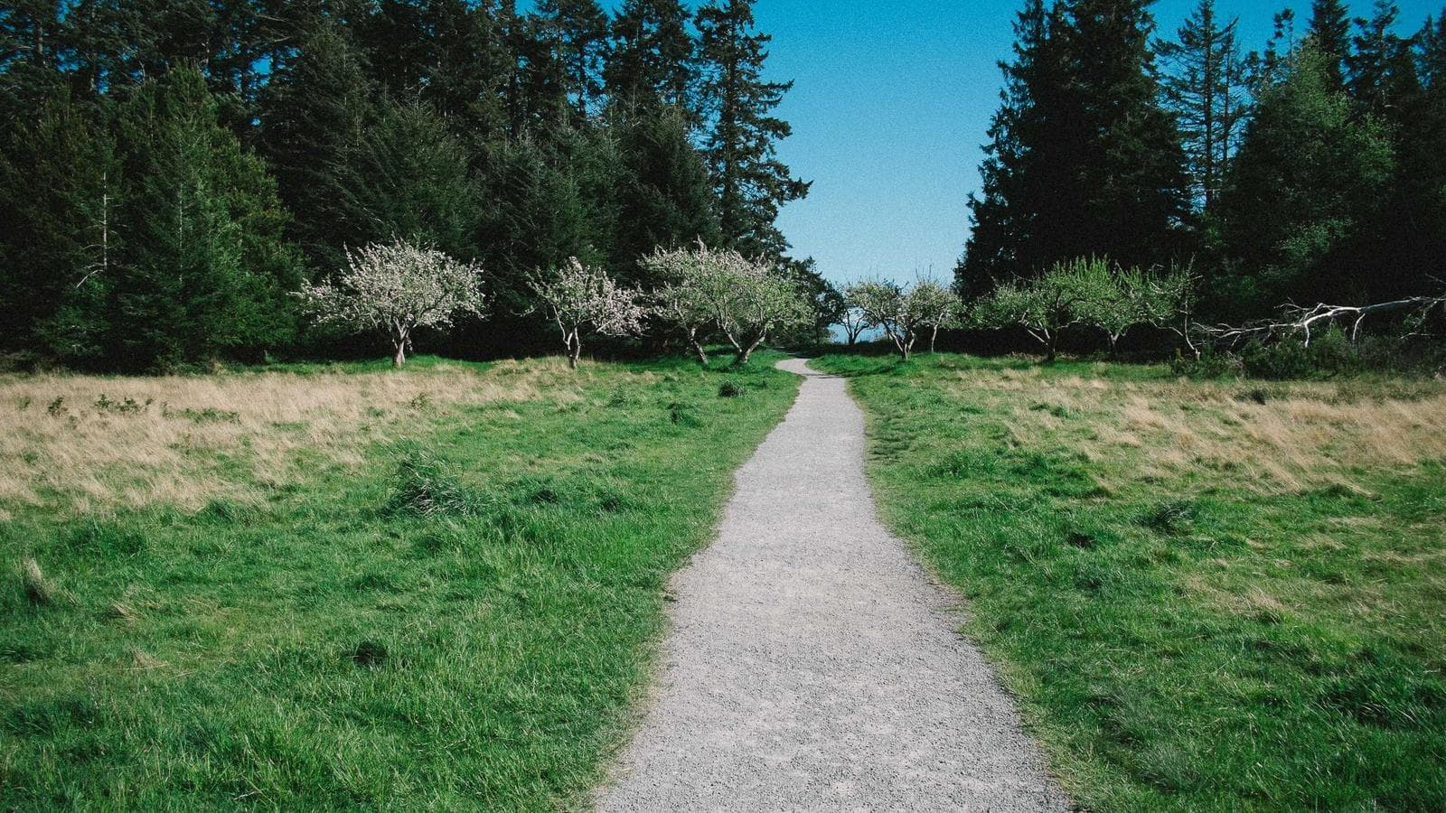 Home Depot 52주 신저가 — $3,300억 기업의 밸류에이션 해부