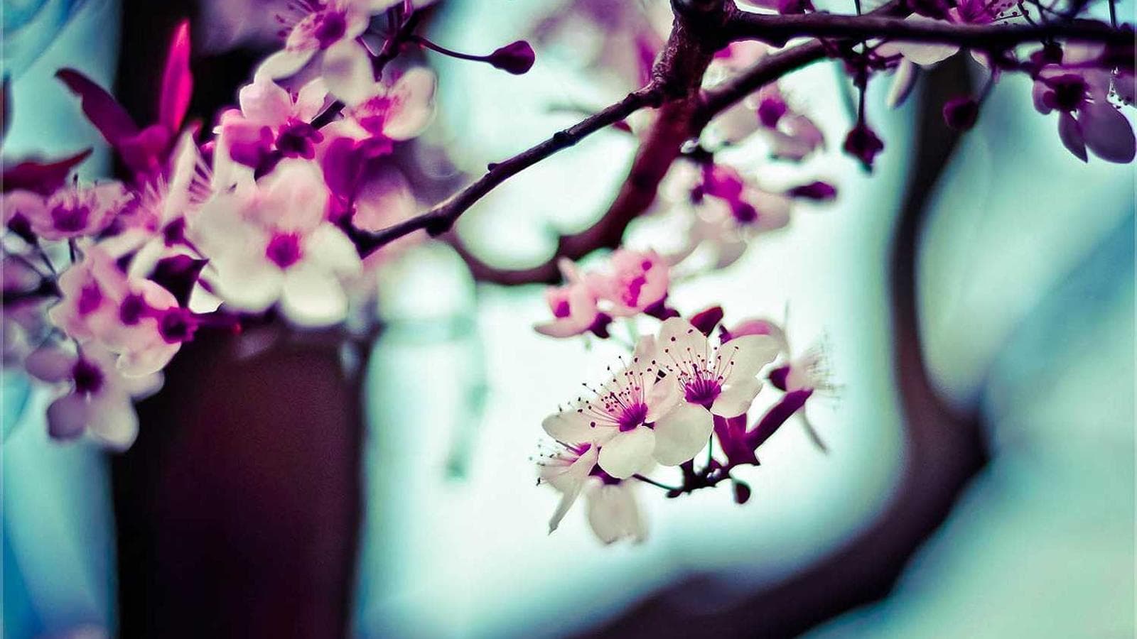 停戦後の原油・ドル・ユーロ — 同じニュース、3つの異なる反応