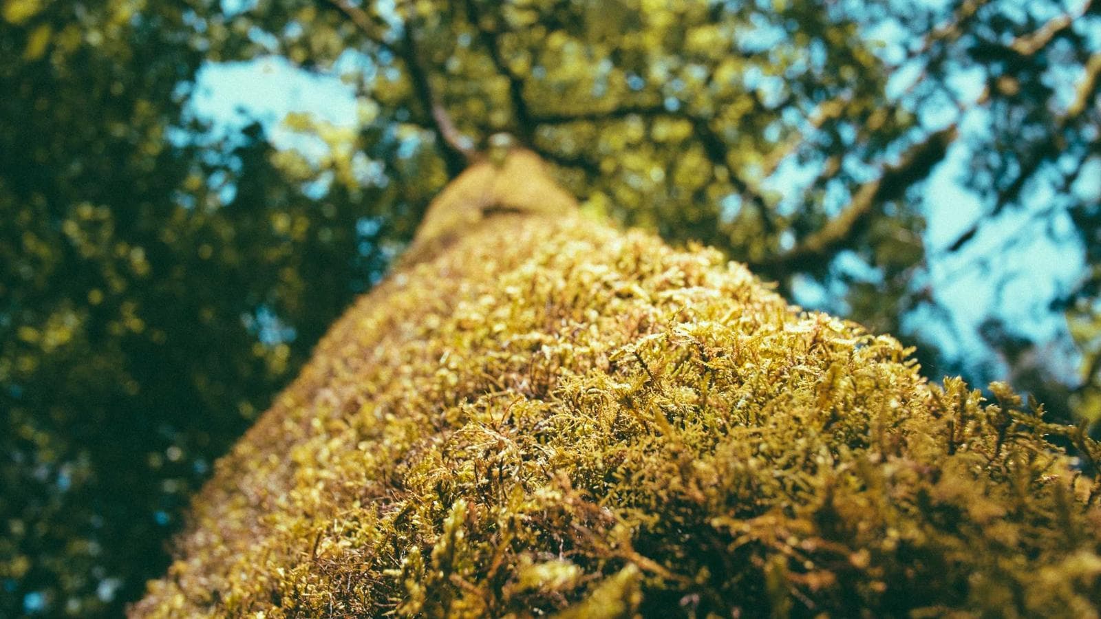 Where Does Money Flow During a Crisis? The 4-Phase Recovery Pattern and Safe Haven Playbook