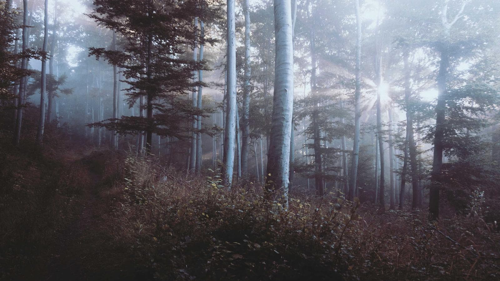 Is Low Volume on SPY Uptrend a Bull Trap? What the Data Actually Says