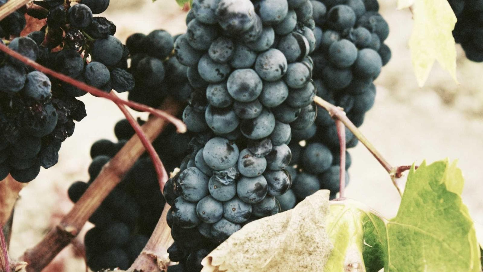 The Hidden Risk in Your S&P 500: How 2% of Companies Control 38% of the Index