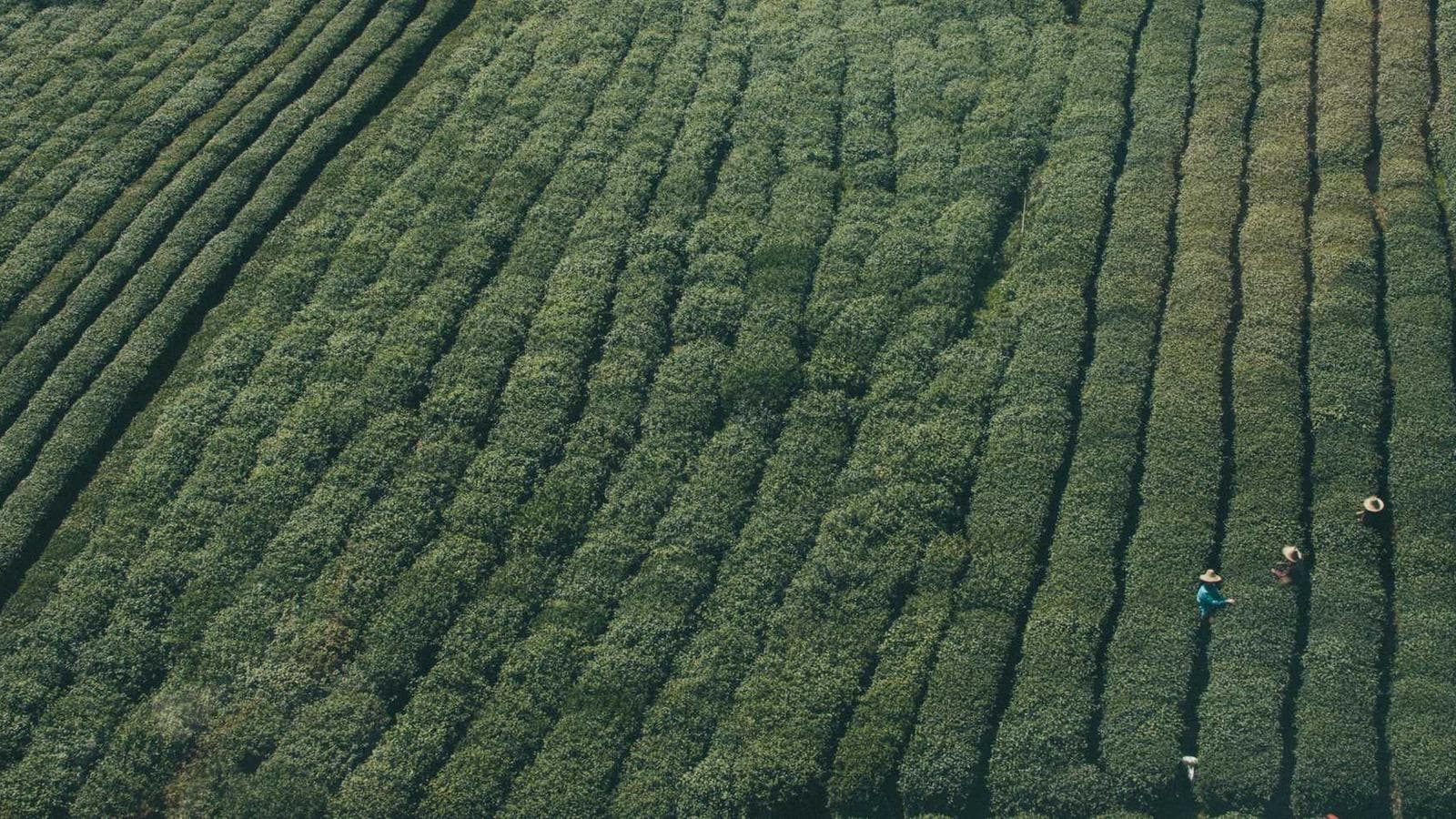 VOO：Warren Buffettが推奨するS&P 500 ETFの全て